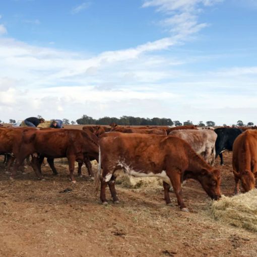 Thumbnail for Accused cattle rustler charged after 100 cows go missing