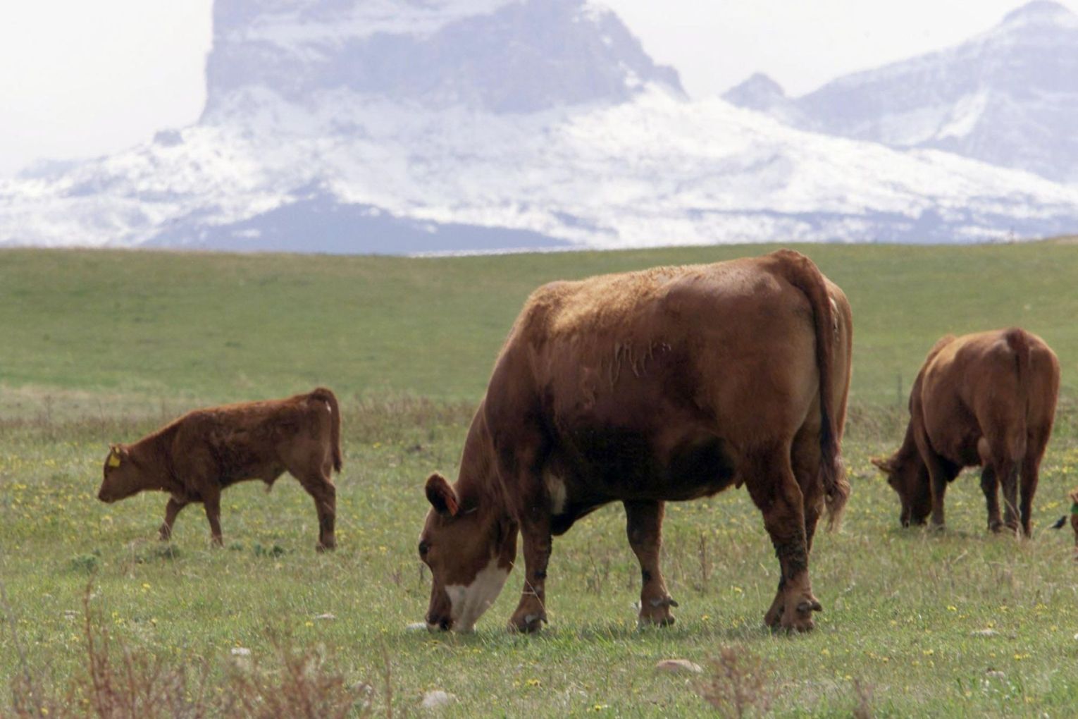 Canadian beef is back on the menu after Australia lifted a 22-year-old ban. Picture: AP Photo