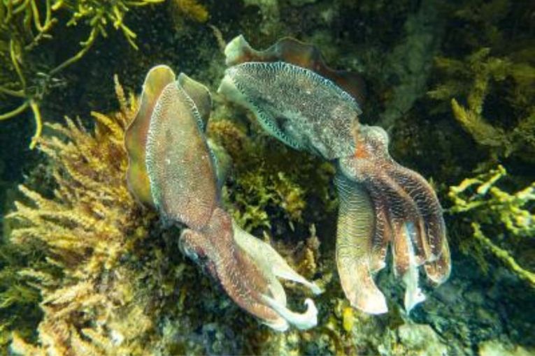 Thumbnail for Cuttlefish catastrophe feared from deadly algal bloom