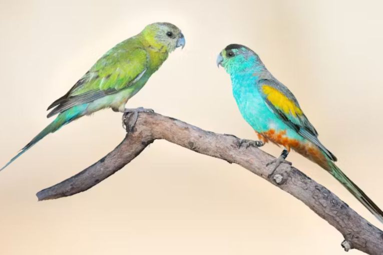 Thumbnail for From grasslands to killing fields: Why trees are bad news for one of Australia’s most stunning birds