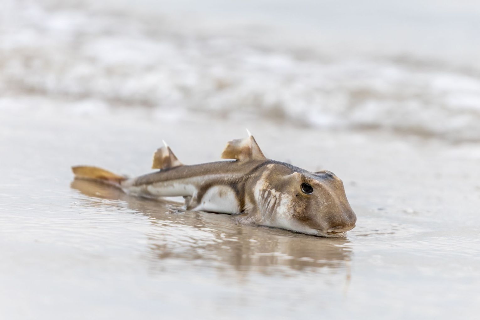 A Port Jackson Shark washed up on West Beach. Photo: Ben Kelly/InDaily