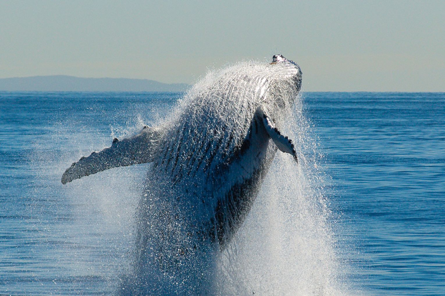 Credit: Michael Snedic from Wild Nature Photo Expeditions