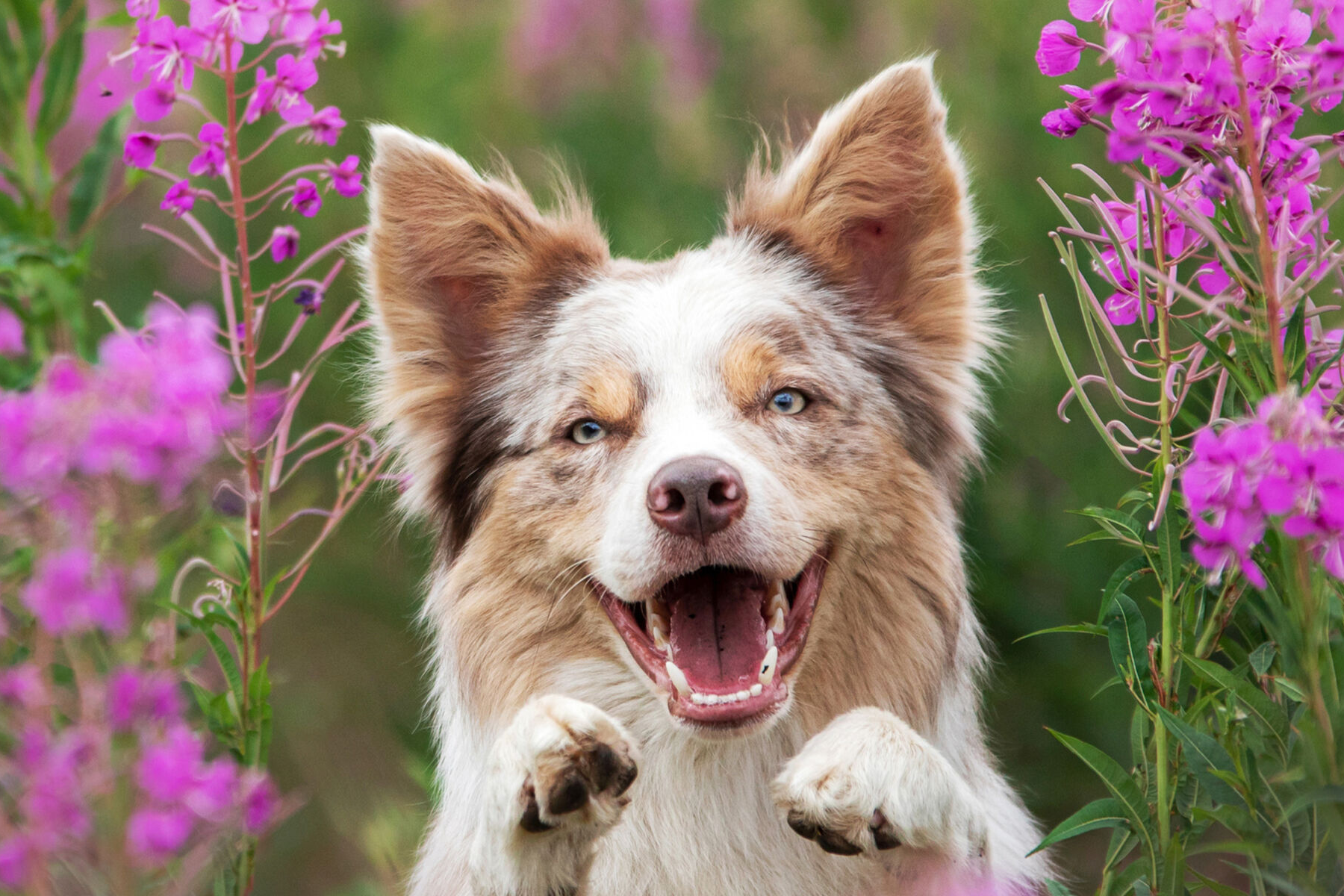 Top Dog Film Festival 