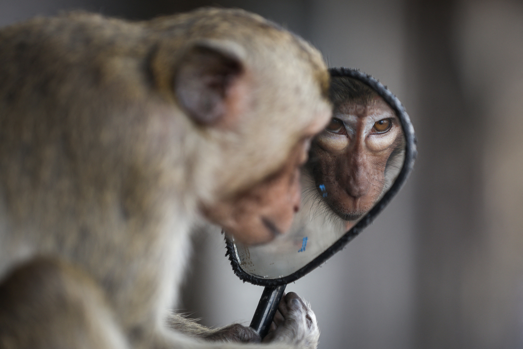 A long-tailed macaque looks into a motorbike’s side mirror, near Phra Prang Sam Yot temple. Lopburi, Thailand, 3 February 2024. © Chalinee Thirasupa, Reuters 