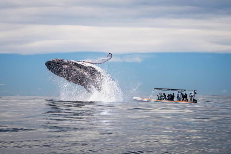 Top whale watching spots near Brisbane and Gold Coast