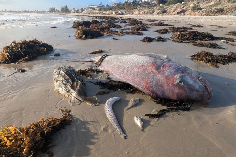 Thumbnail for Alarm as algal bloom spreads to Port River
