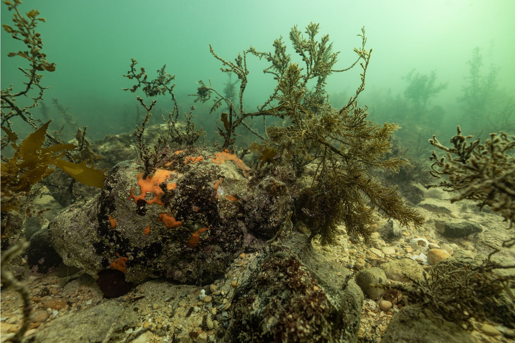 An underwater view of the algal bloom