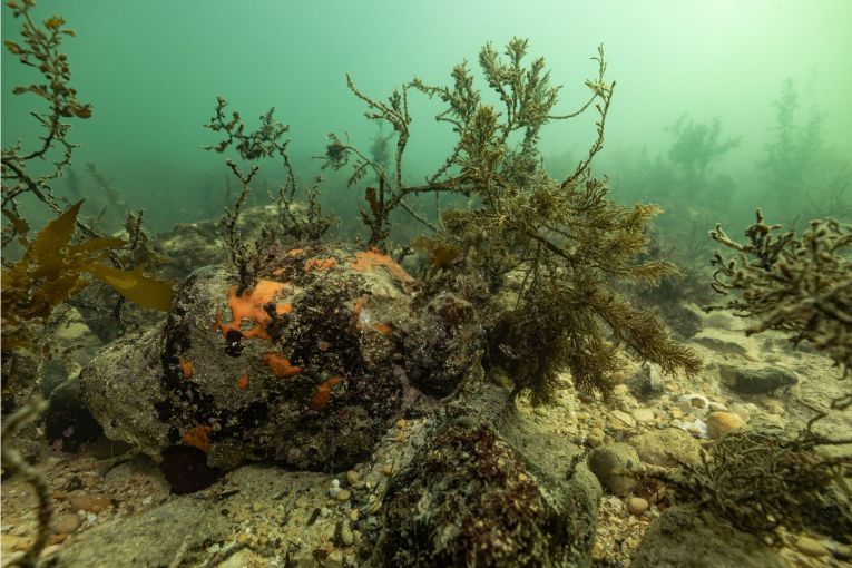 Thumbnail for ‘Practical focus’ as algal bloom inquiry calls rejected