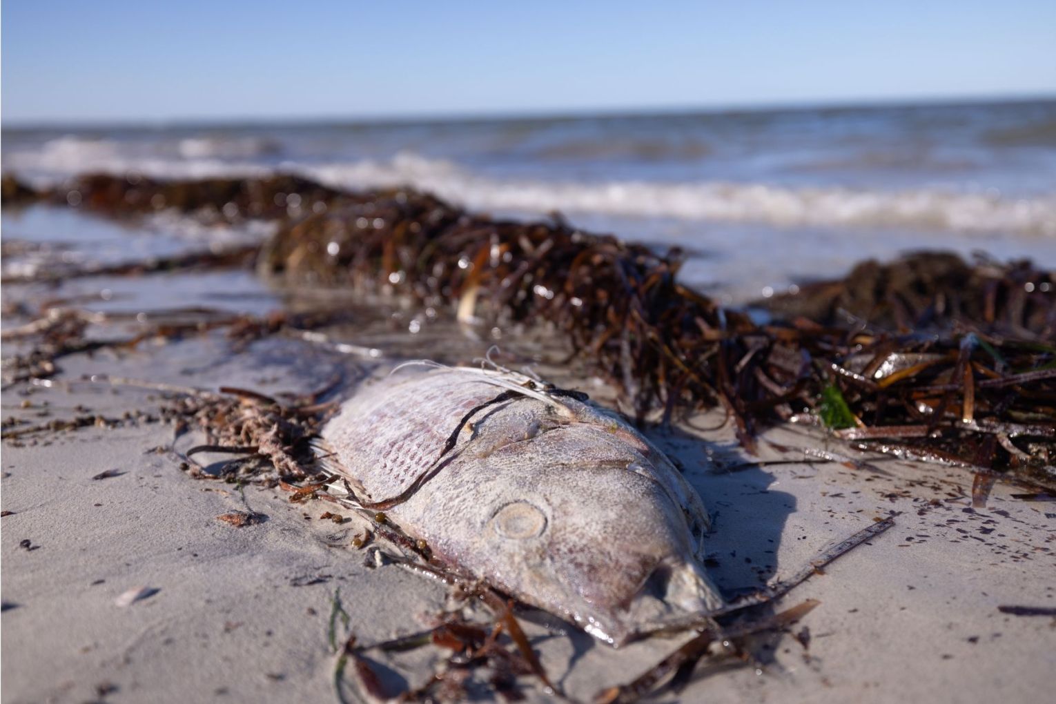 Fisheries, aquaculture and tourism have been hit by a months-long algal bloom. Photo: AAP