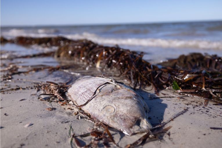 Thumbnail for Call for help with big algal bloom choking coastal life