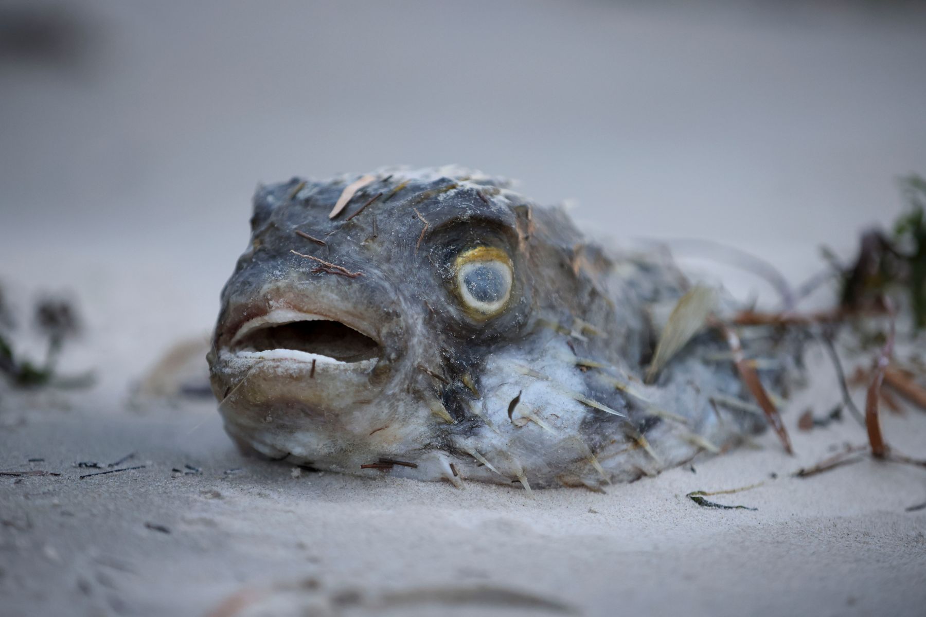 A dead fish on the sand