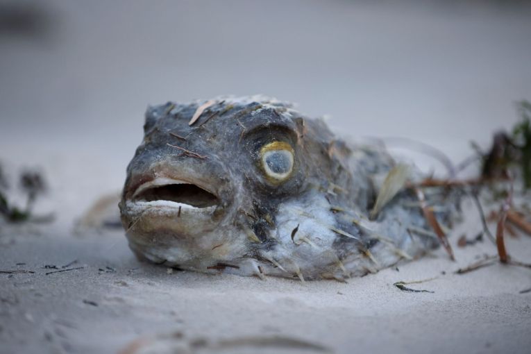 Thumbnail for ‘When the sea hurts, we hurt’: SA’s coastal communities feel impact of algal bloom
