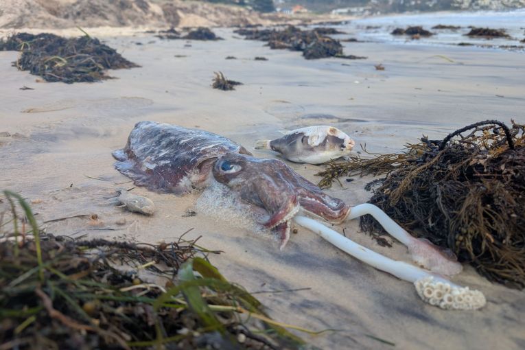 Thumbnail for Extent of SA algal bloom spread revealed