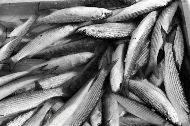 Thumbnail for Decarbonising our fishing industry