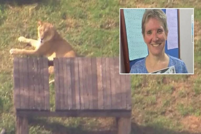 Thumbnail for Lion ‘just playing’ when it attacked woman says zoo owner