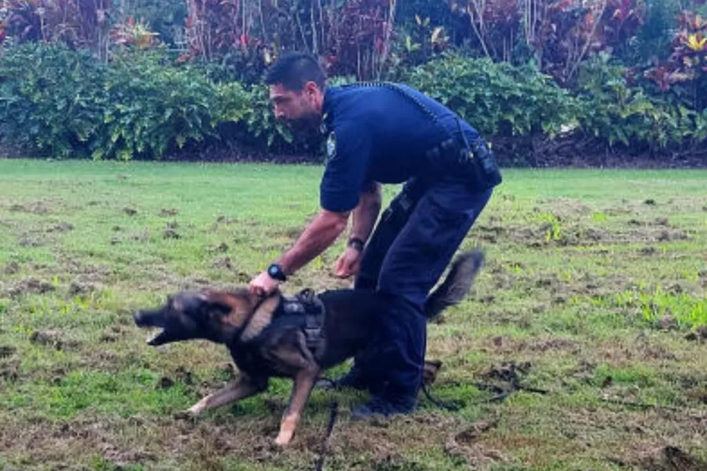 Thumbnail for Highway pursuit ends with ‘traumatic’ dog bites for man