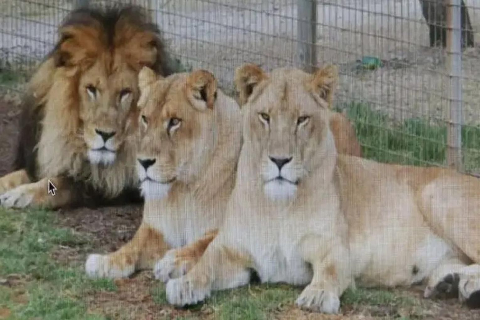 A woman has been bitten on the arm by a lion at the Darling Downs Zoo. Photo: AAP