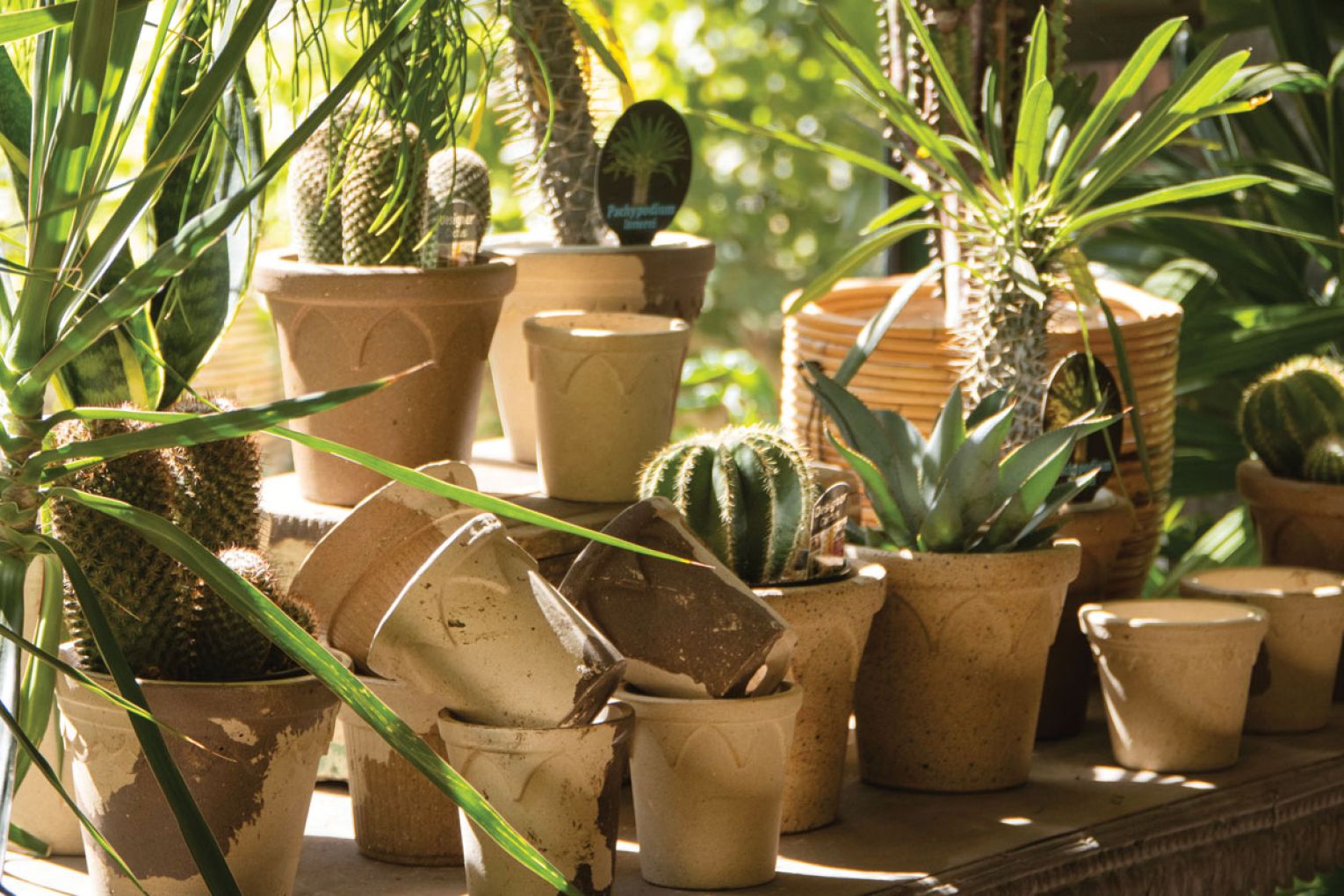 Pots are an excellent way to add interest into your garden, as well as creating the perfect growing environment for your plants.