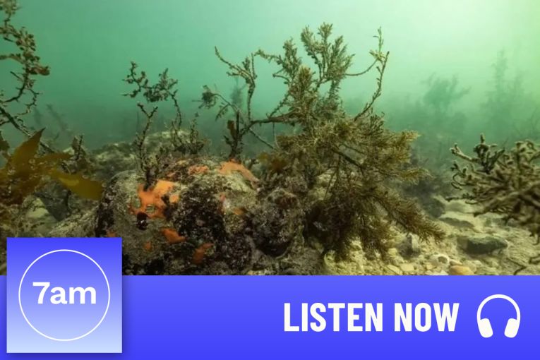 Thumbnail for The giant cuttlefish and the deadly algal bloom