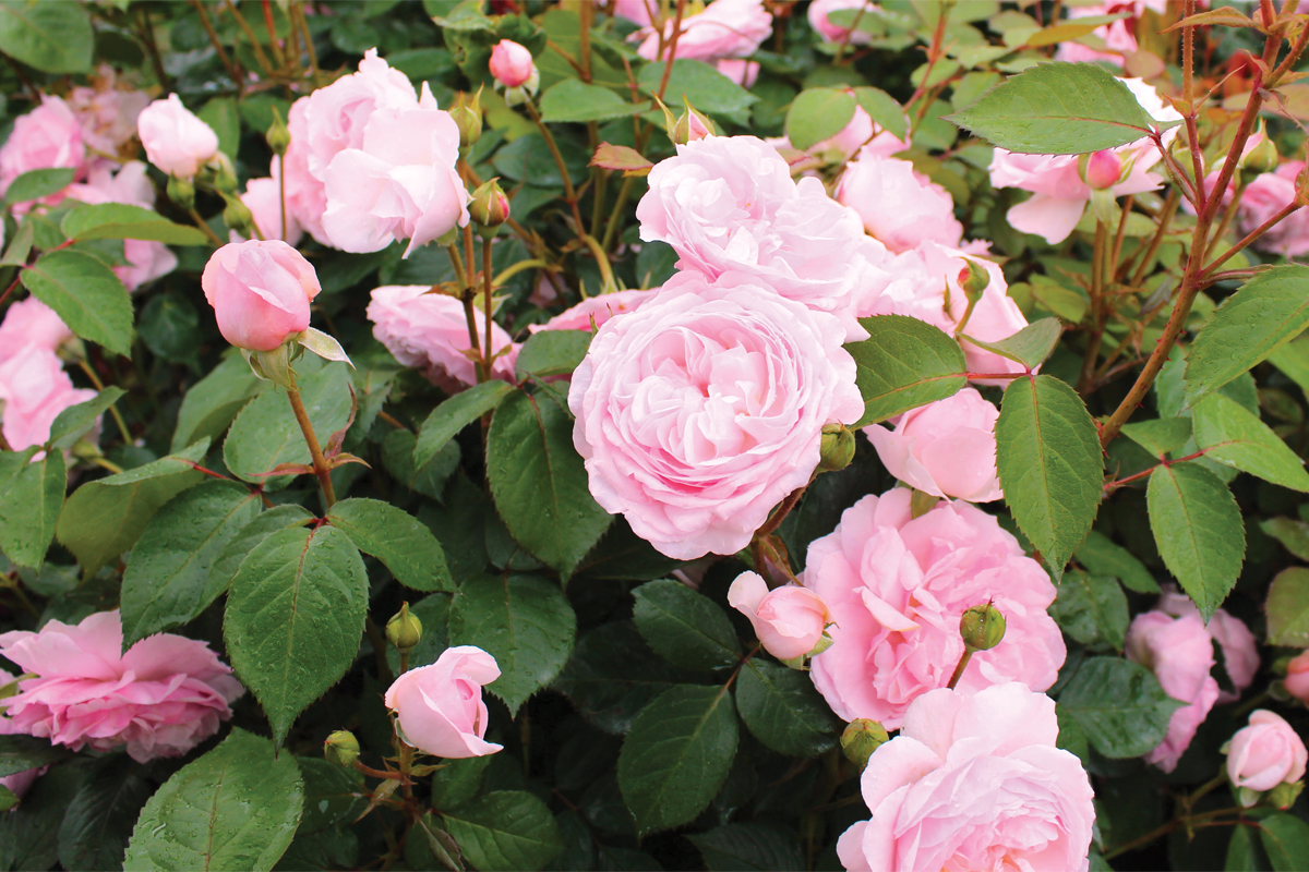 A year in the life of a rose - SALIFE | InDaily, Inside South