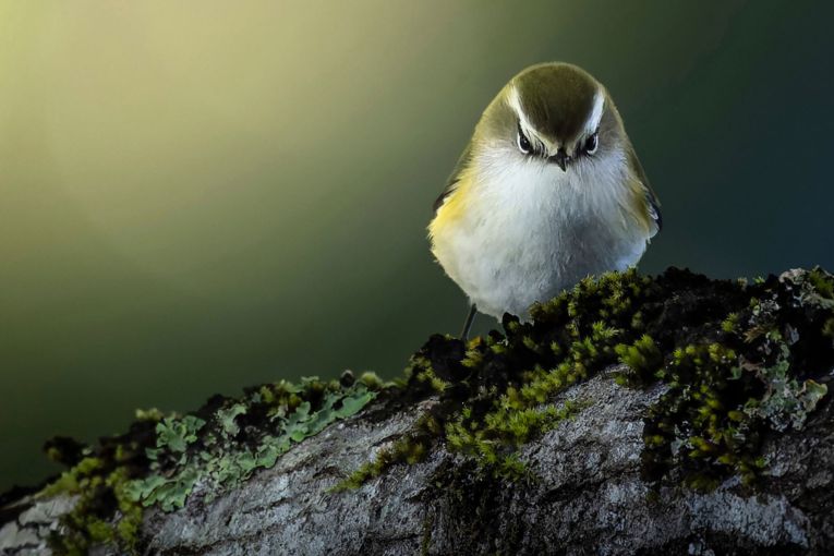 Thumbnail for Australian Geographic Nature Photographer of the Year exhibition