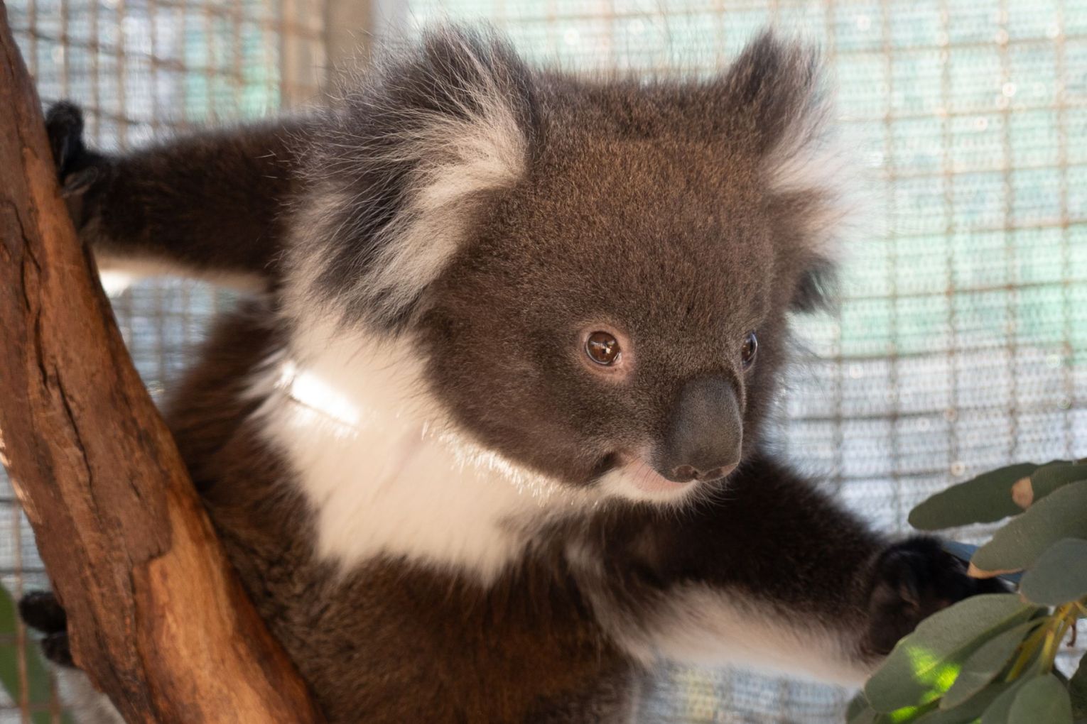 Southern Koala and Echidna Rescue is the volunteer-based epicentre of an escalating problem. Photo: Will Hall Wildlife