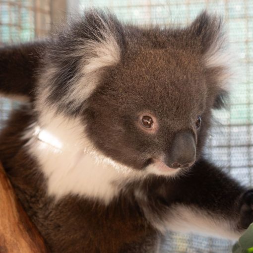 Thumbnail for ‘Koalas are part of who we are’: new plan to save Queensland’s tree-dwelling herbivores