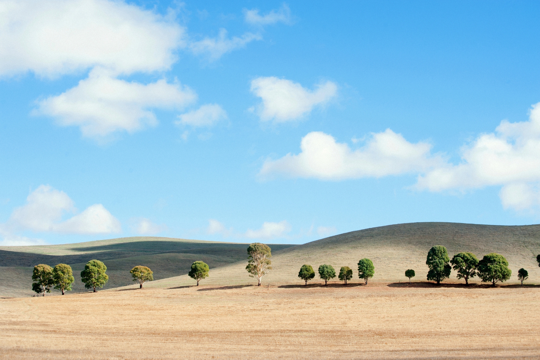 Neat Trees