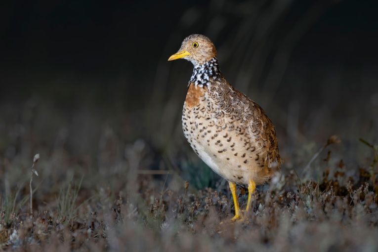 Thumbnail for Critically endangered ‘living fossil’ found in South Australia