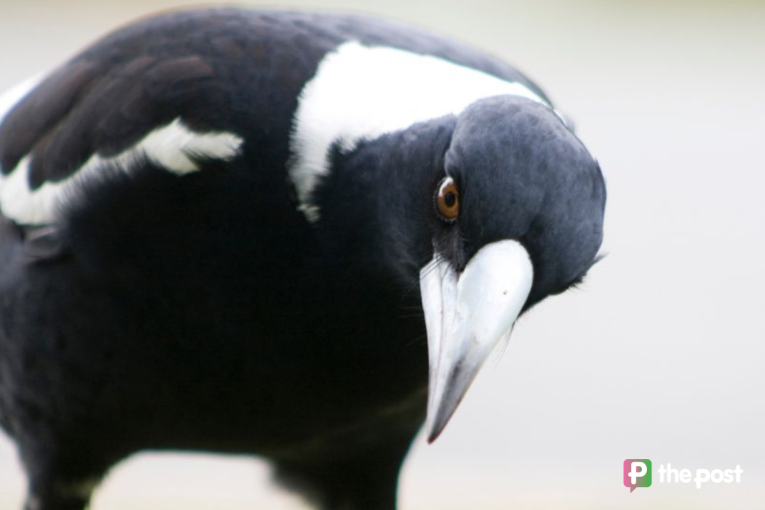 Thumbnail for Myths busted: How to stay safe this magpie season