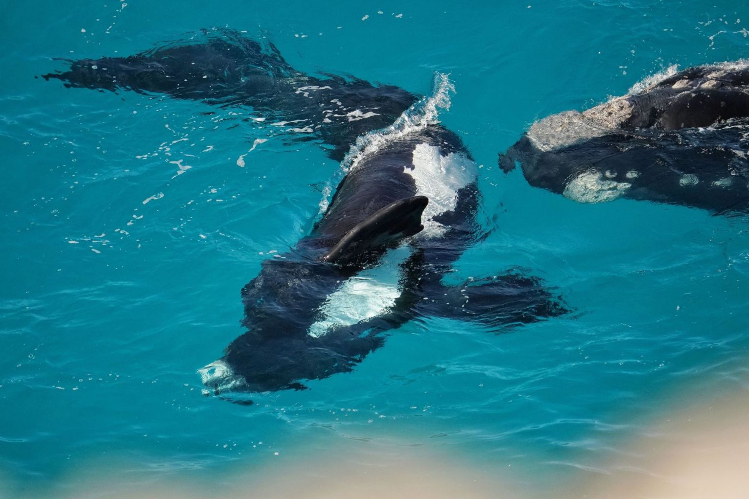 The southern right whales' breeding season has been unaffected by the toxic algal bloom plaguing South Australia's coastline. Source: Richard Twist.