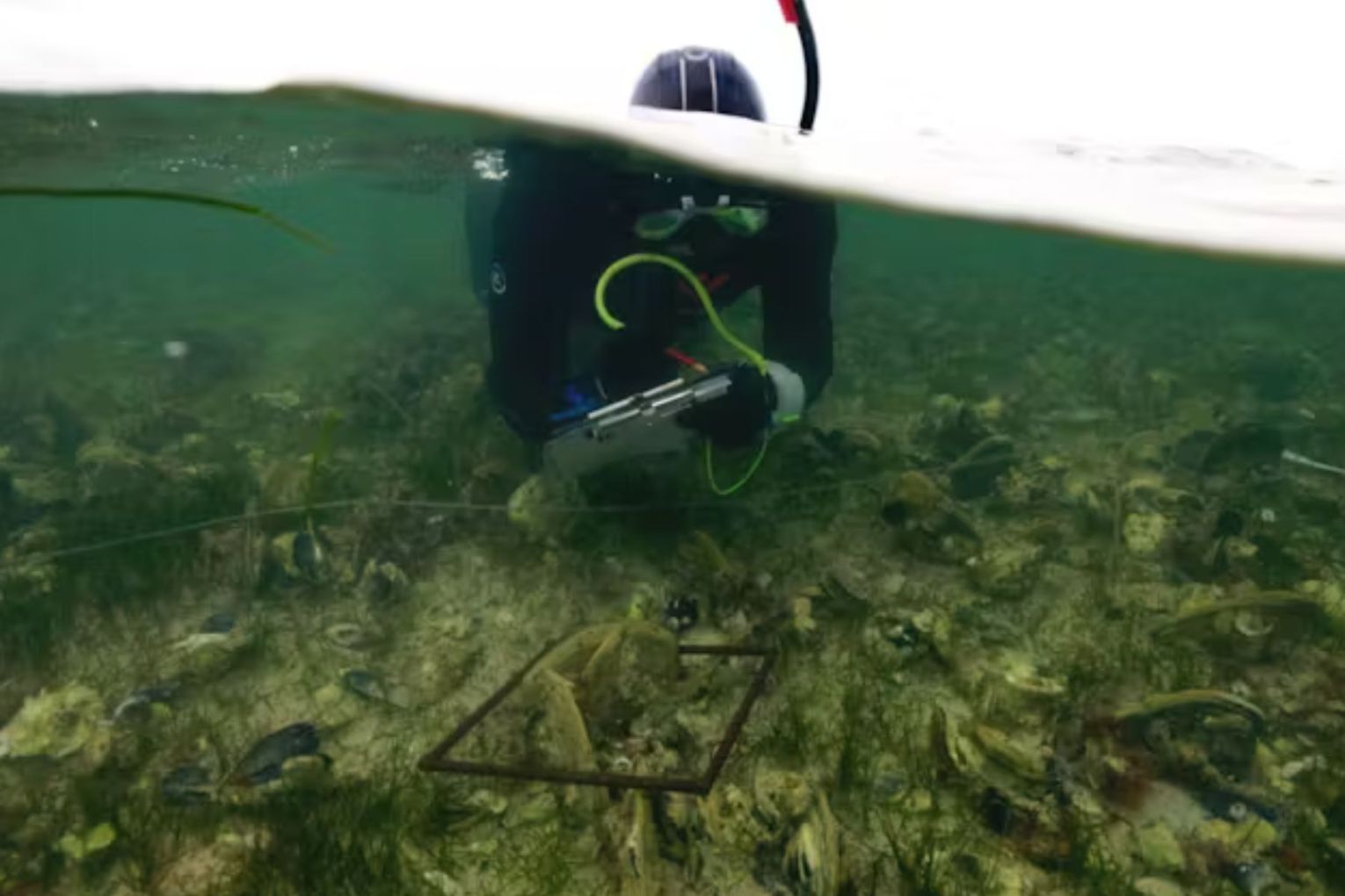 The author inspects a restored native oyster reef at Coffin Bay, South Australia. Picture: Stefan Andrews