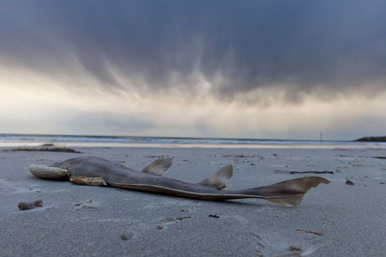 Thumbnail for Algal bloom ‘collapsing the ecosystem’: Opposition
