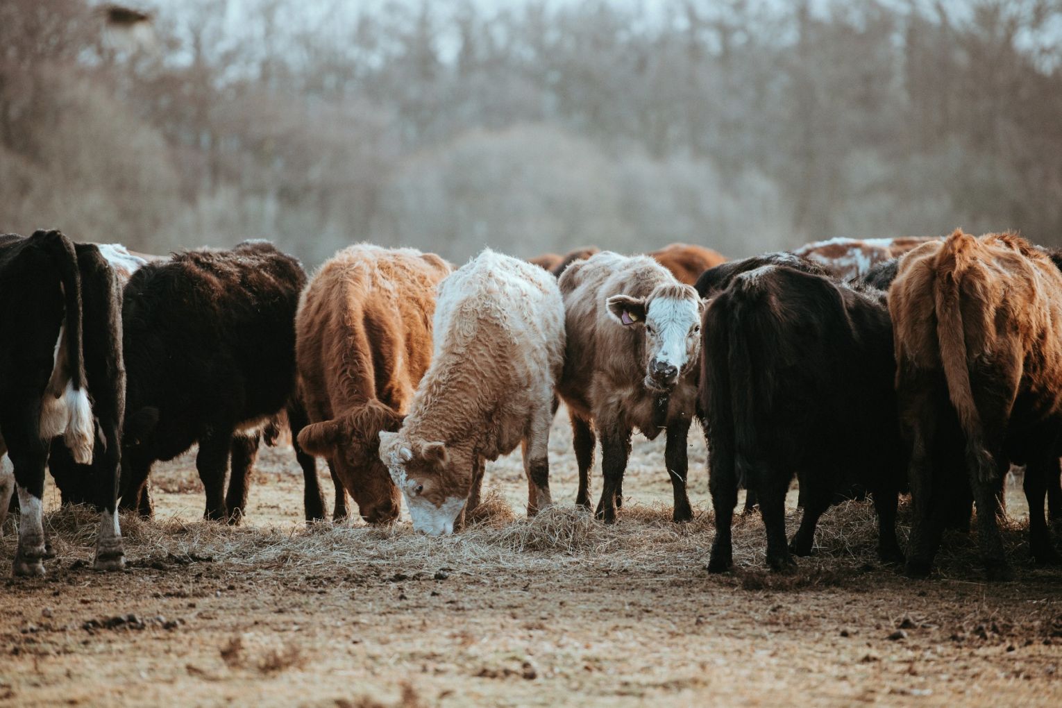 Photo: Unsplash/Annie Spratt