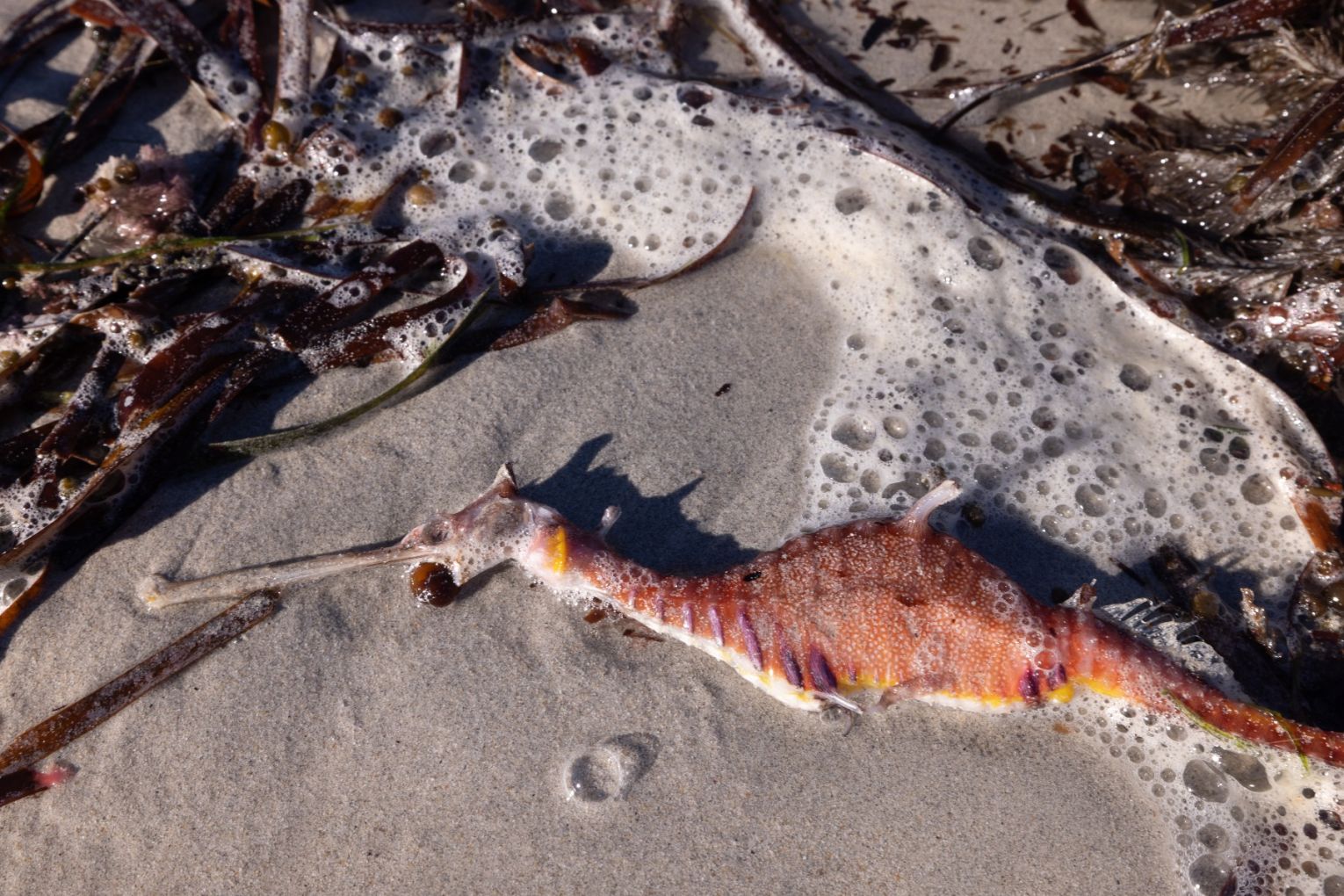 The algal bloom has devastated South Australia's marine life.