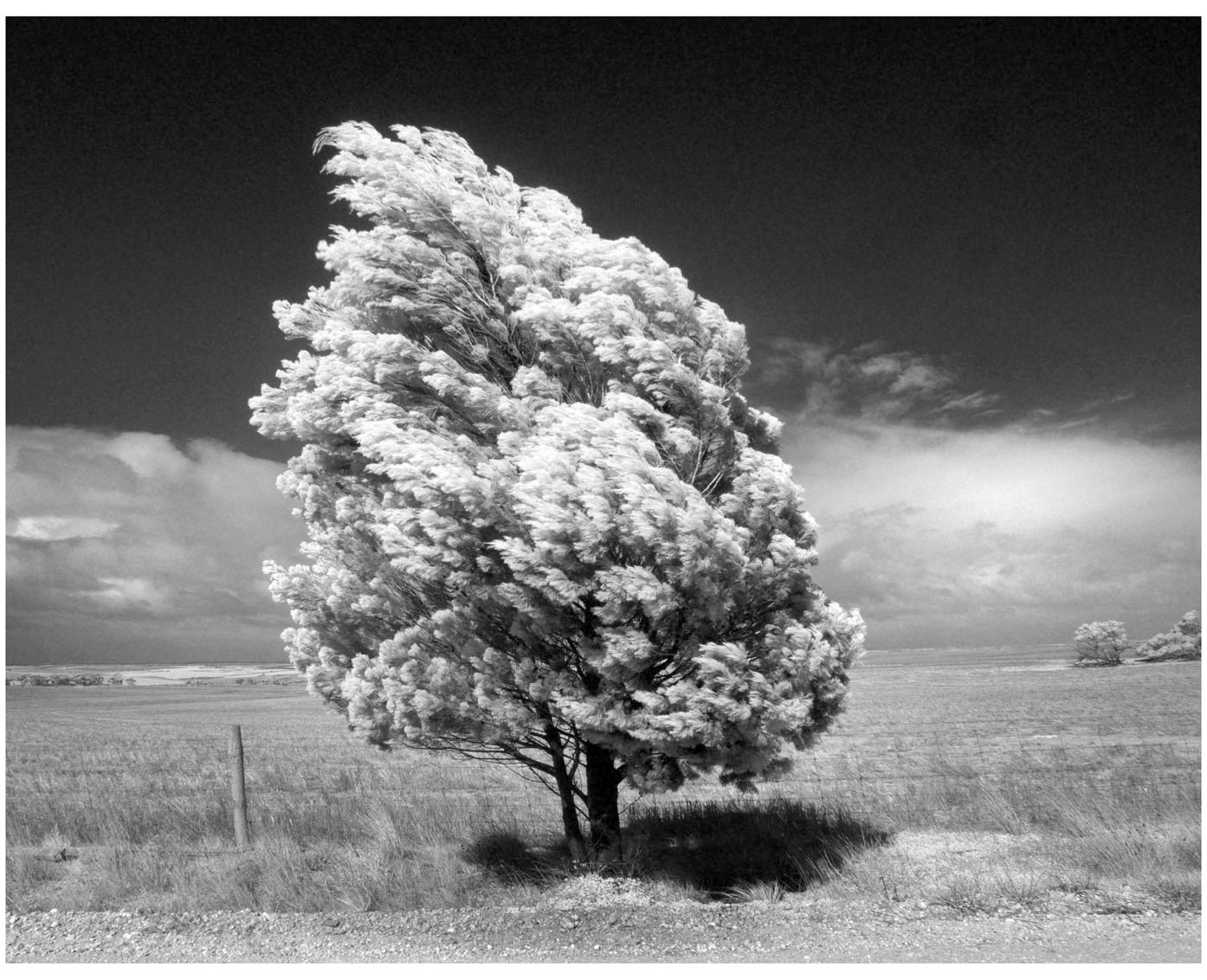 Mallee wind