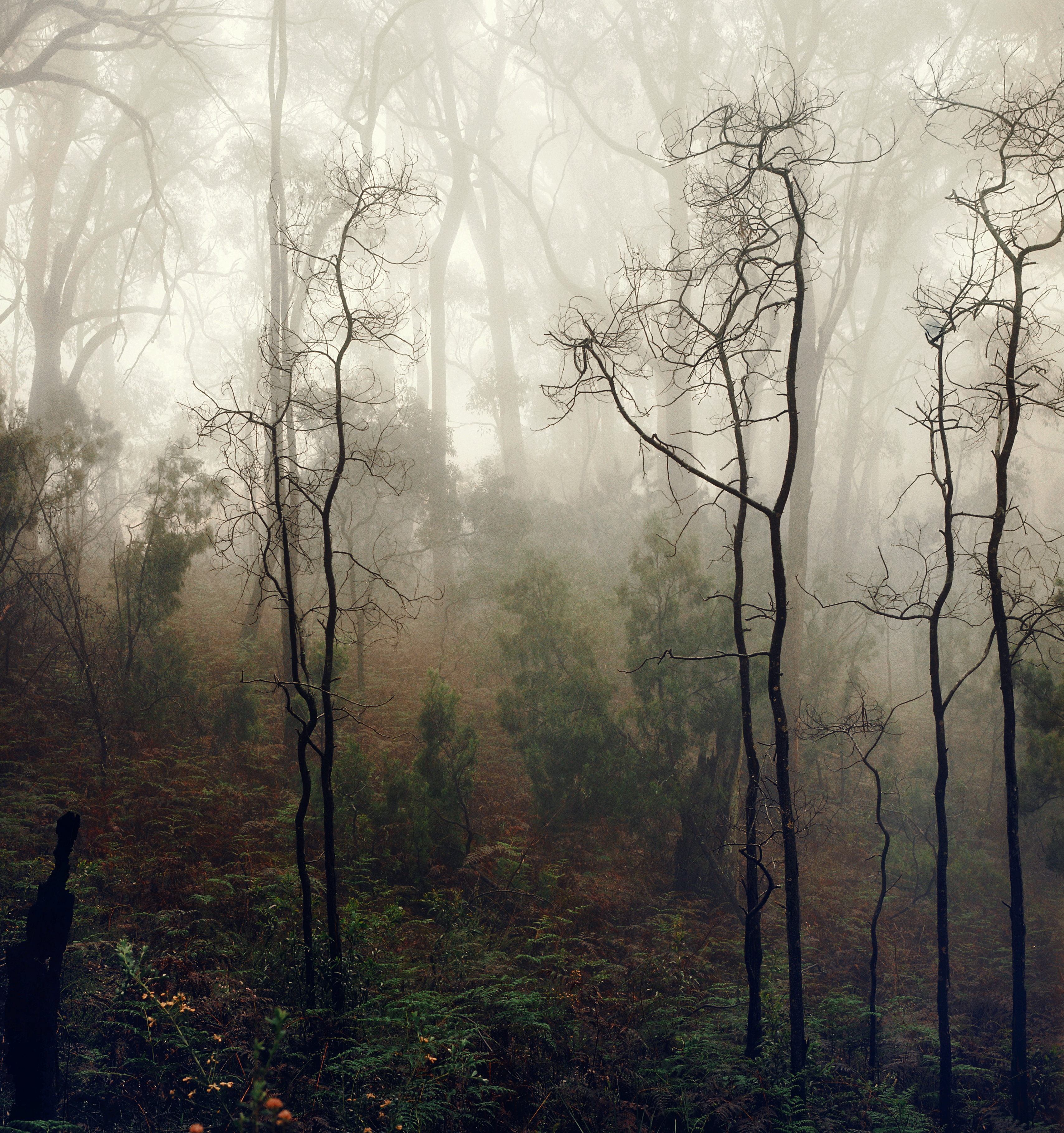 Morning Fog on Peramangk Land