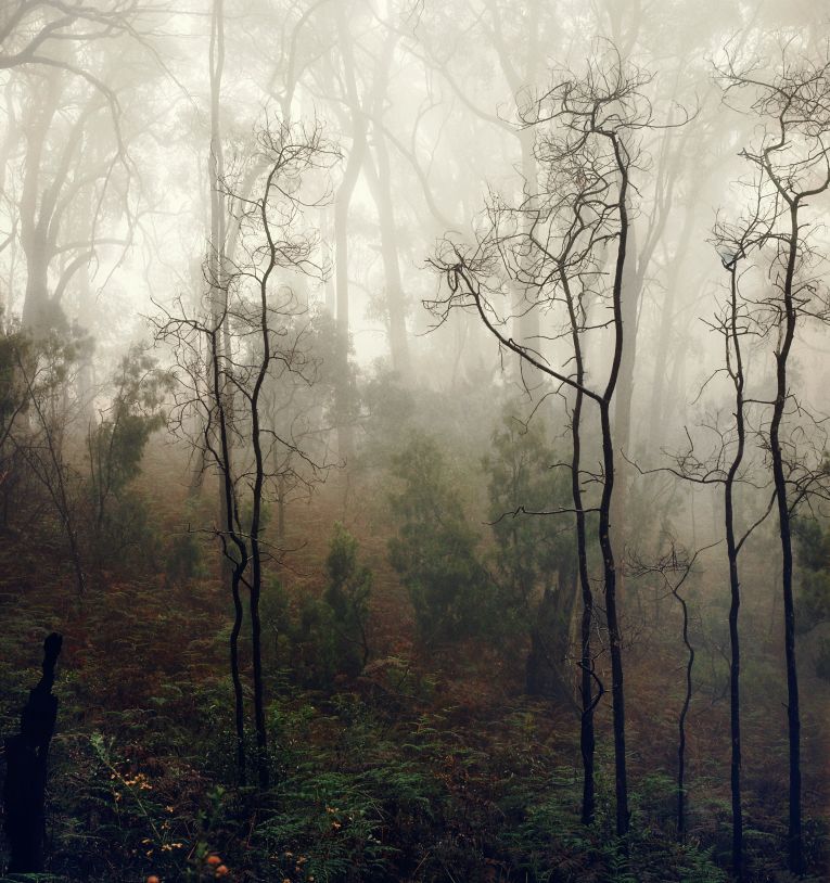 Morning Fog on Peramangk Land