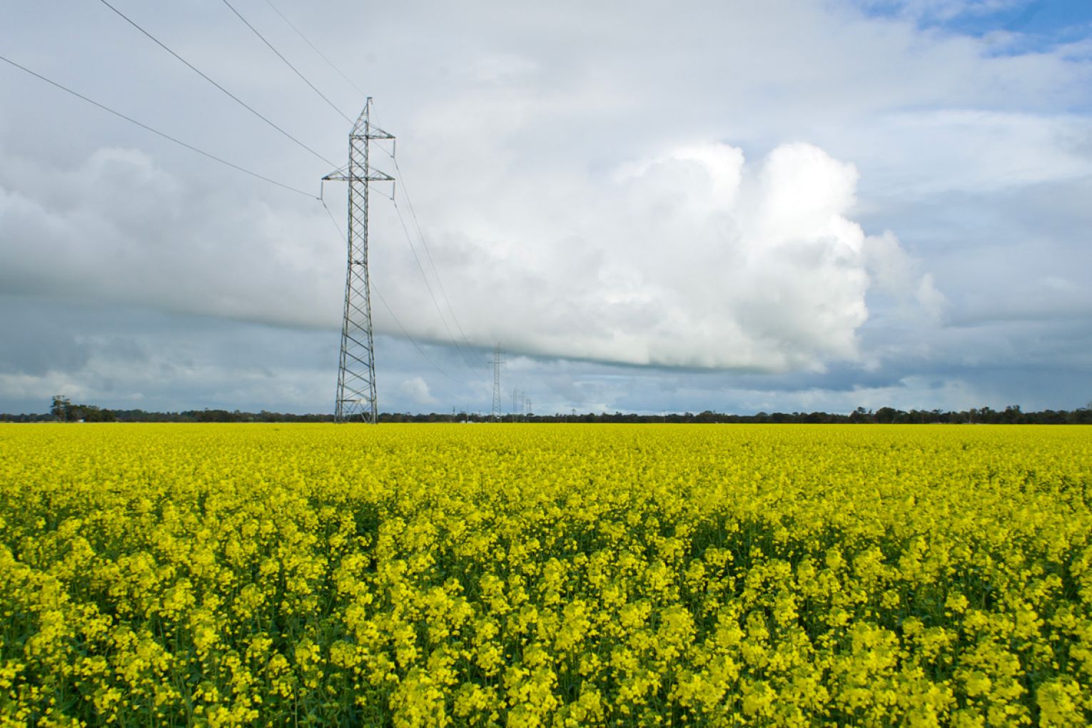 Irrigated canola fields at Allen’s Warrawee Park. Photo: Lara Pacillo