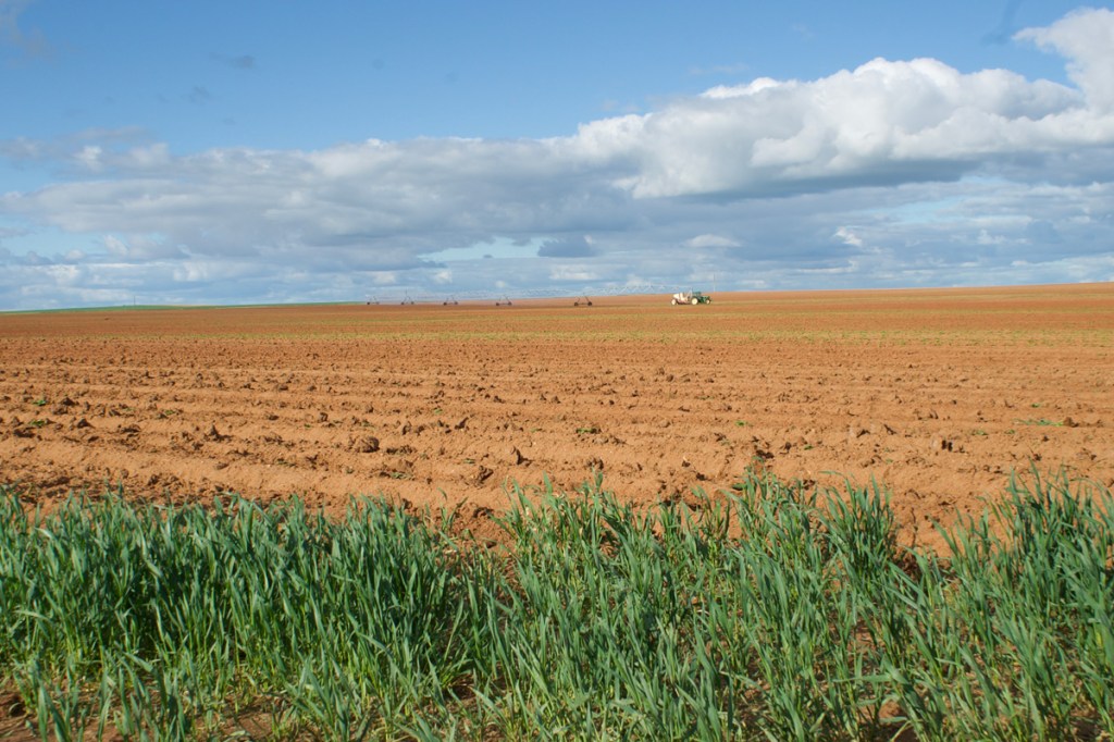 Roots and reach are global in Lameroo