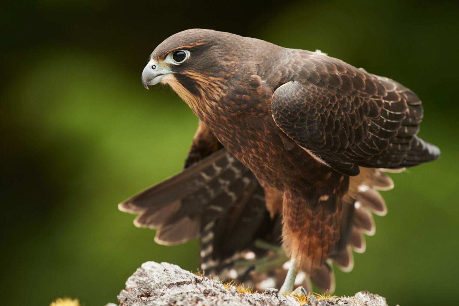 The kārearea, or New Zealand falcon, has been crowned 2025's Bird of the Year. Picture: AP Photo