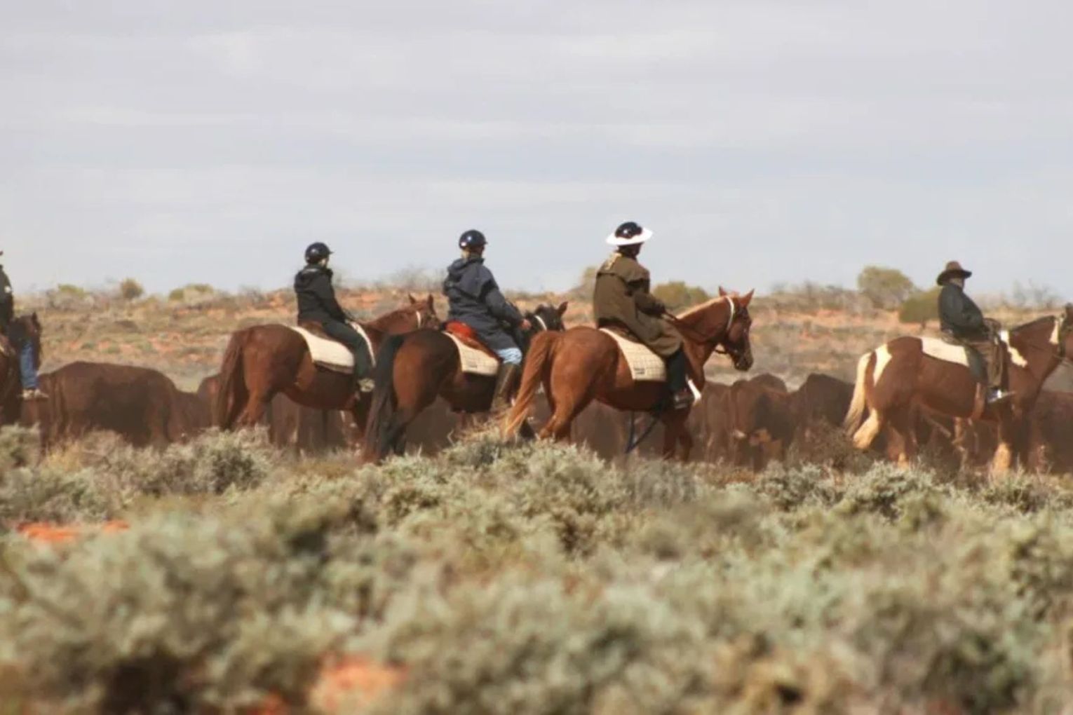 Tourists help muster cattle across the world's largest working cattle station at Anna Creek in South Australia.