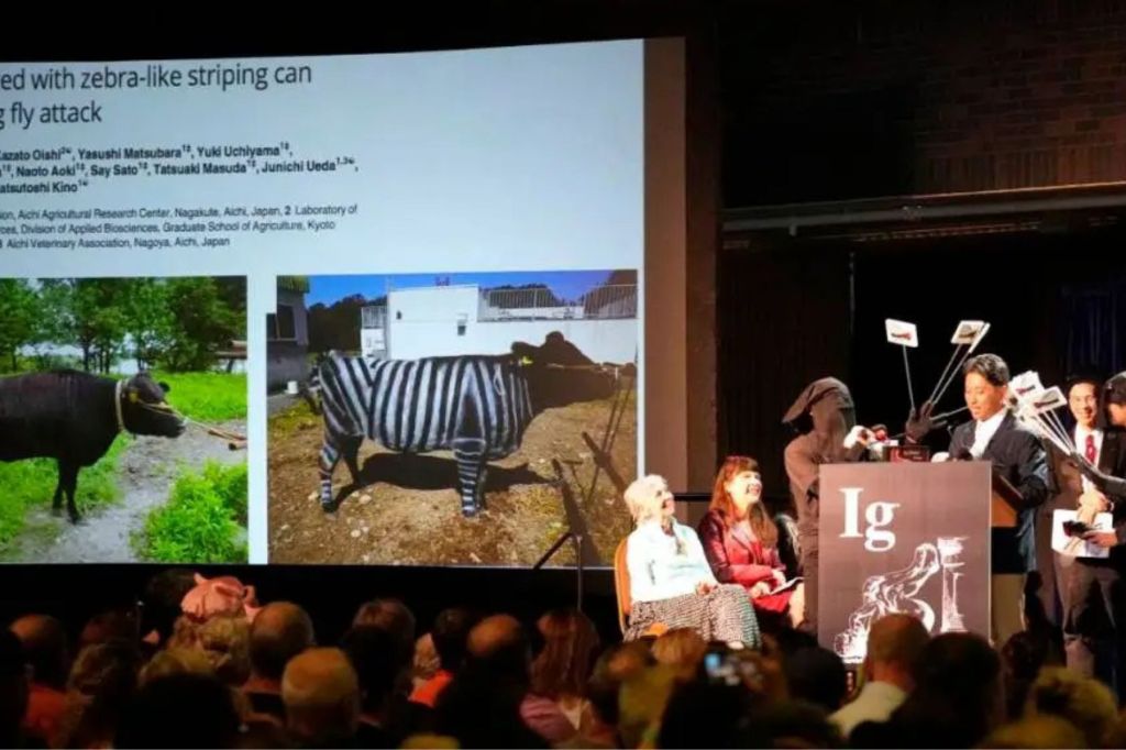 Cows painted like zebras and pizza-eating lizards – Ig Nobel Prizes honour oddball science