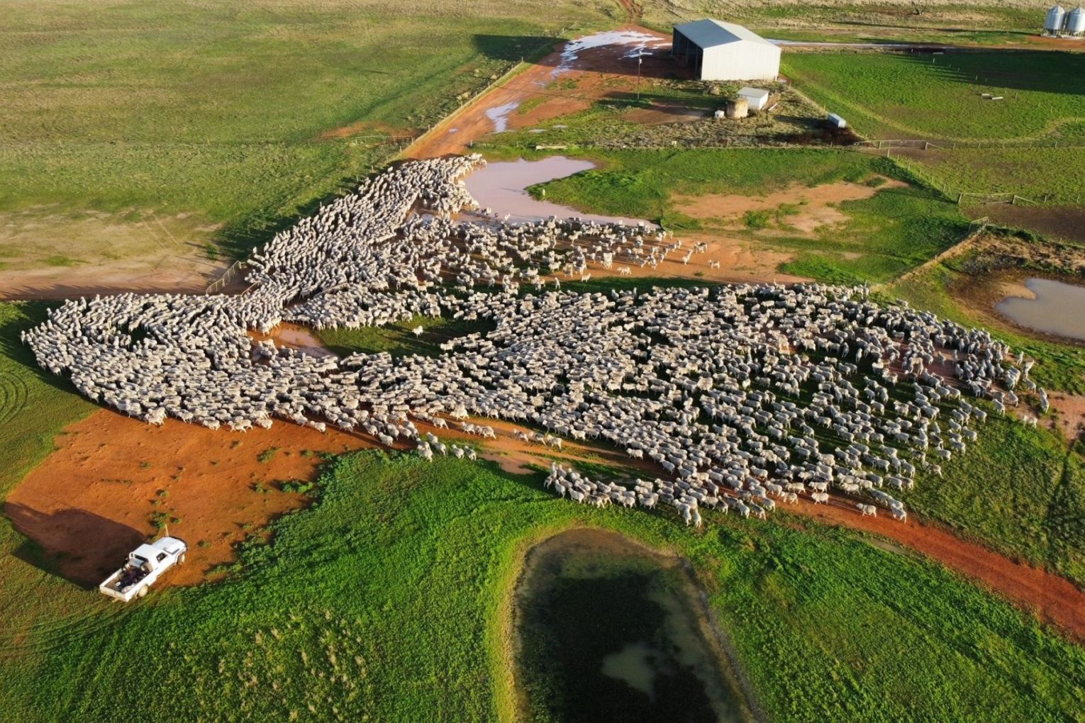 Talopea Downs has to 90,000 heads of sheep. Photo: Colliers