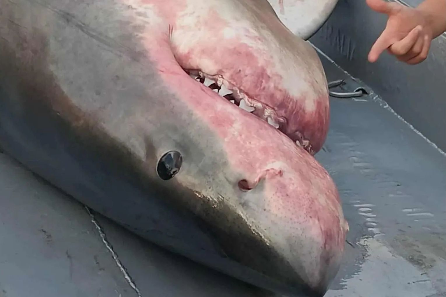 A great white shark that washed up dead at Port Broughton is a victim of the state's algal bloom. Picture: Shark Watch SA