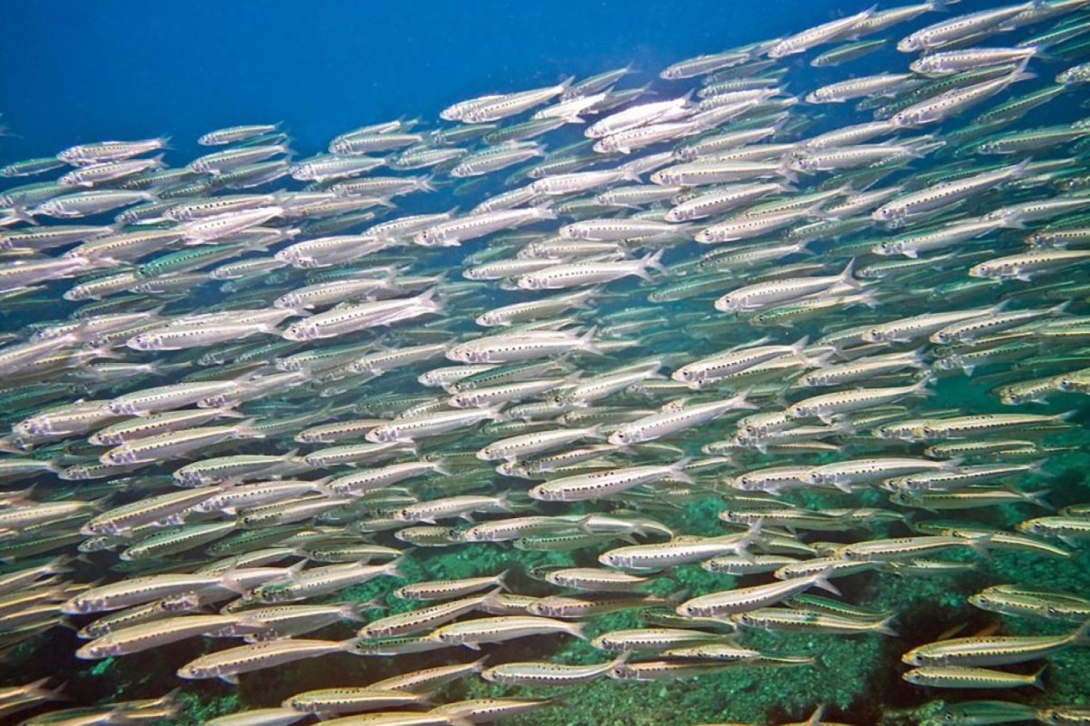 The SA sardine and tuna producers work hand-in-hand. The algal bloom makes it much harder, producers said. Photo: South Australian Sardine Industry Association. 