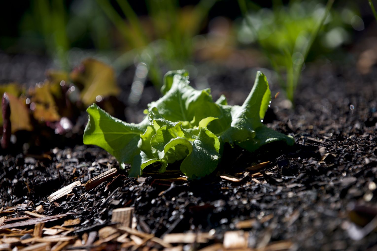 The garden at Kin Kin Hotel, image supplied