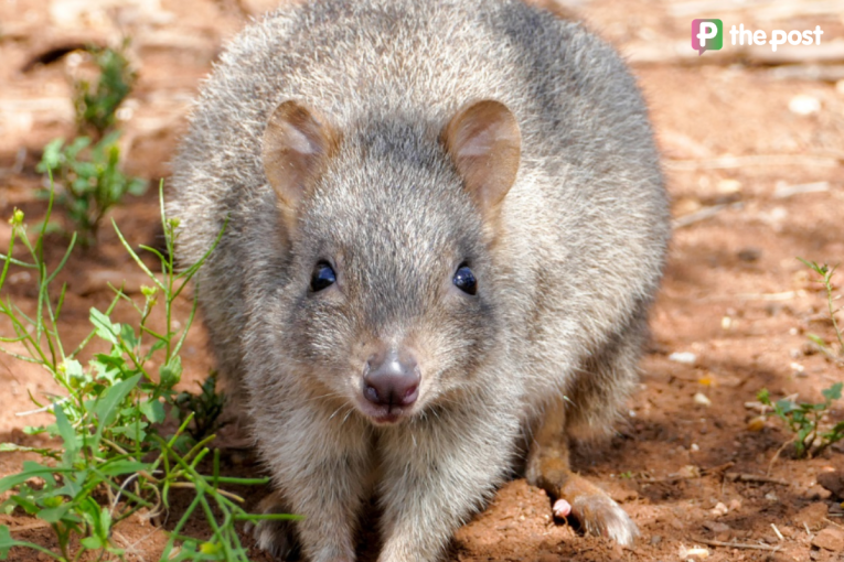 Thumbnail for The SA comeback that’s changing conservation