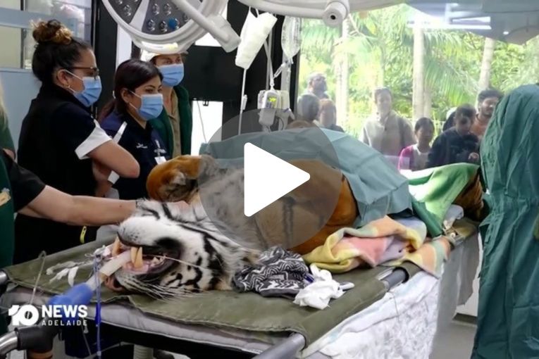 Thumbnail for VIDEO: Tiger has surgery | Search for Gus nears conclusion