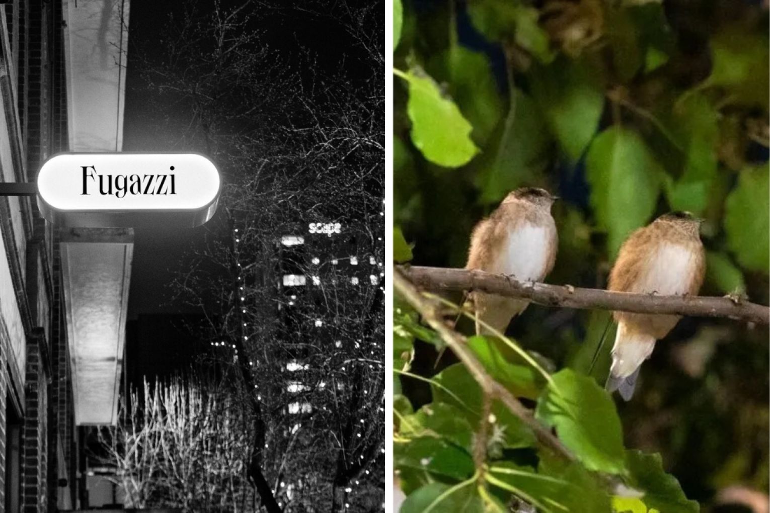 Thumbnail for Traders brace for bird season as tree nets challenged